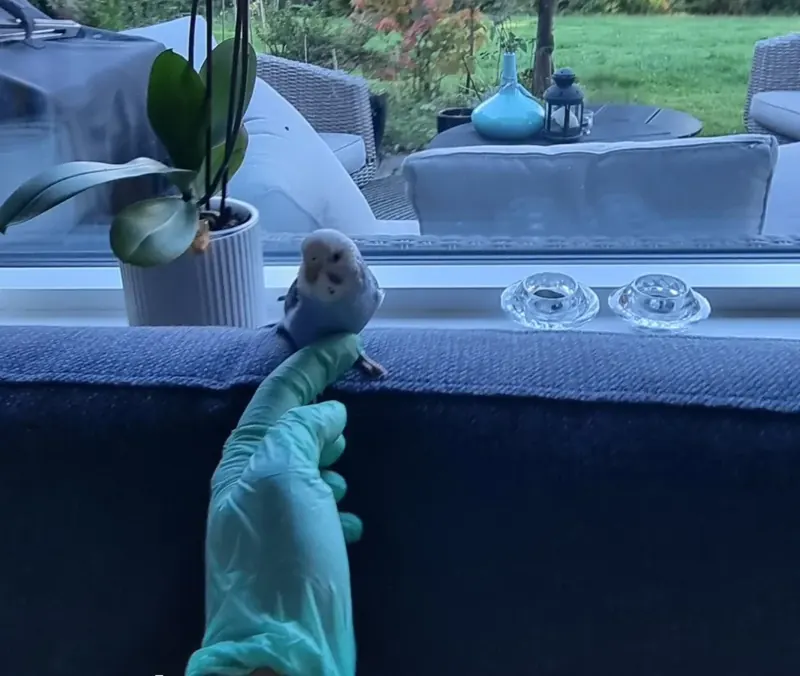 Undulat på en hånd i handske